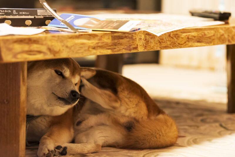 気持ち良さそうに後ろ足で耳をかく柴犬