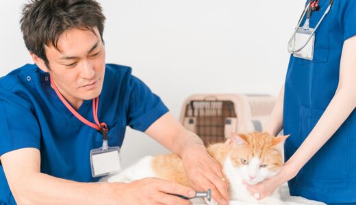 動物病院での予防医療が重要な理由｜受診のメリットや検診の流れも解説
