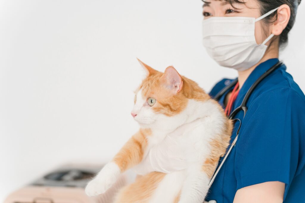 猫を抱く動物病院の日本人の女性獣医師