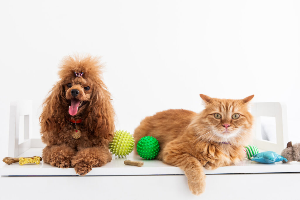 茶色の犬と猫