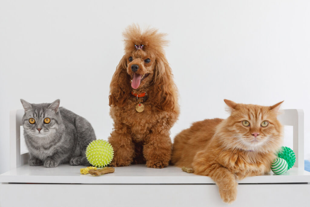 猫に挟まれた茶色の犬