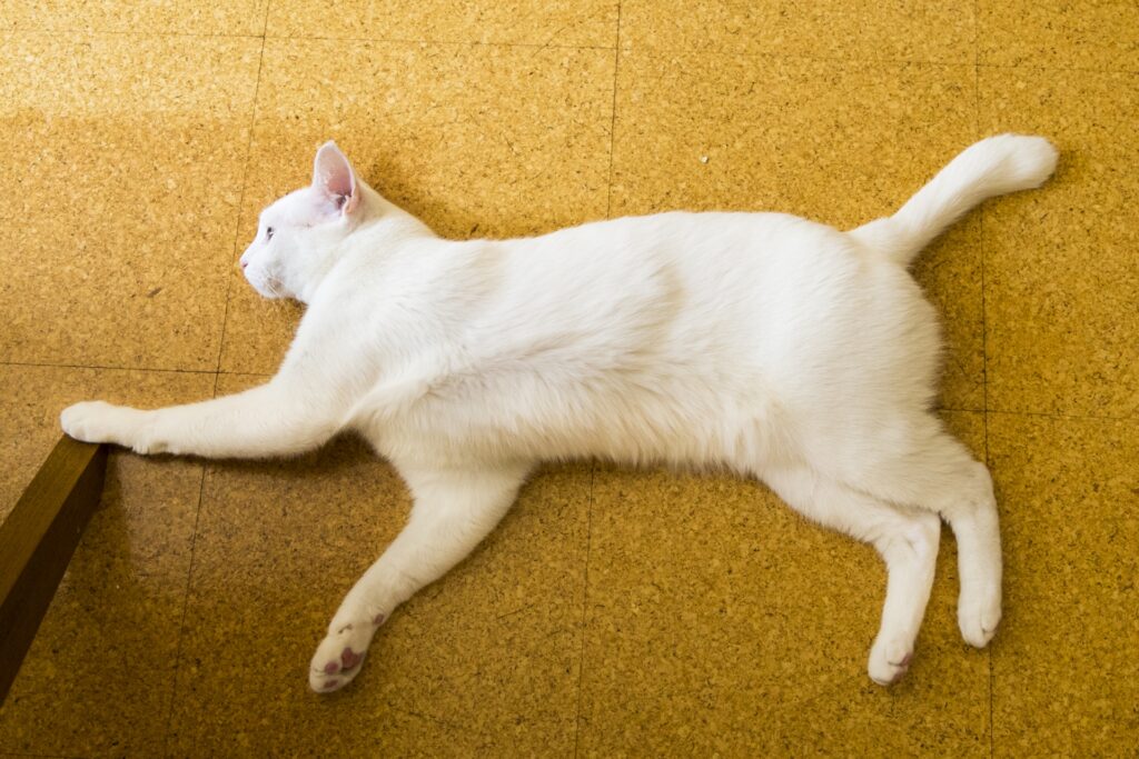 白猫が床でくつろぐ