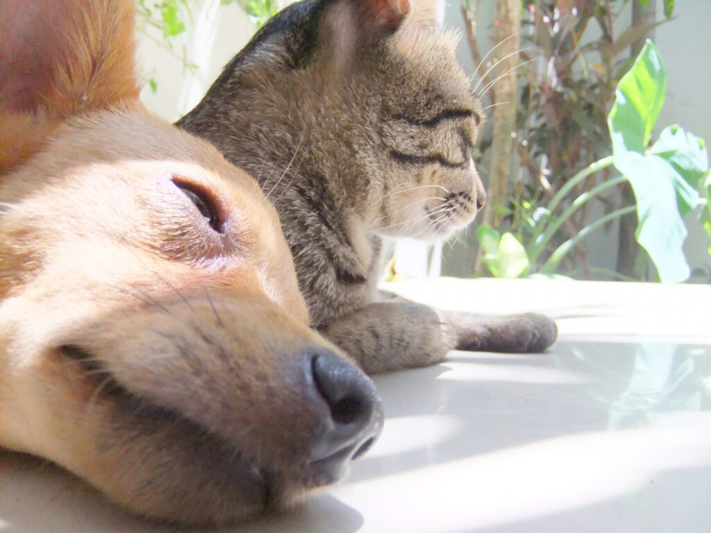 お昼寝中の犬と猫