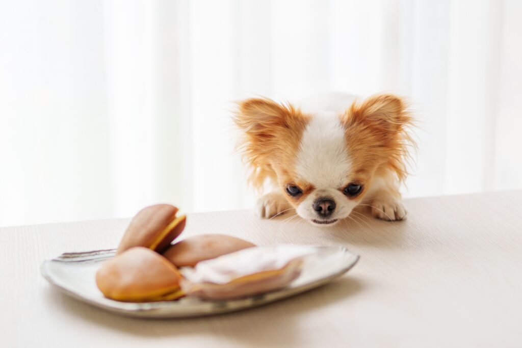 テーブルの上のおやつを狙うチワワの子犬