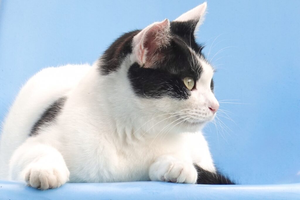 白黒猫