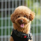 しつけ教室は1歳の犬でも効果がある？通う期間や1歳を過ぎた場合のしつけ内容も解説