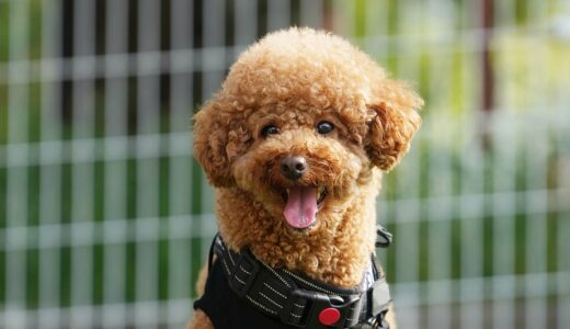 しつけ教室は1歳の犬でも効果がある？通う期間や1歳を過ぎた場合のしつけ内容も解説