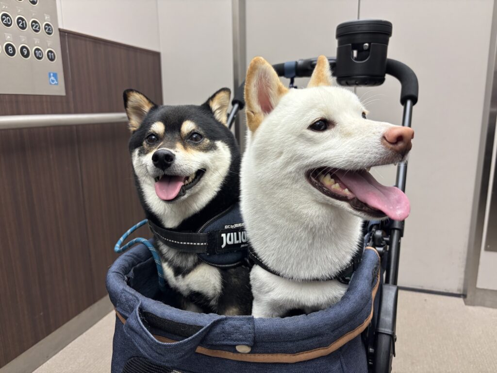 仲良しわんこ