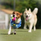 犬がかかりやすい関節の病気は？原因や症状、治療方法を解説