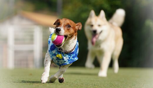 犬がかかりやすい関節の病気は？原因や症状、治療方法を解説