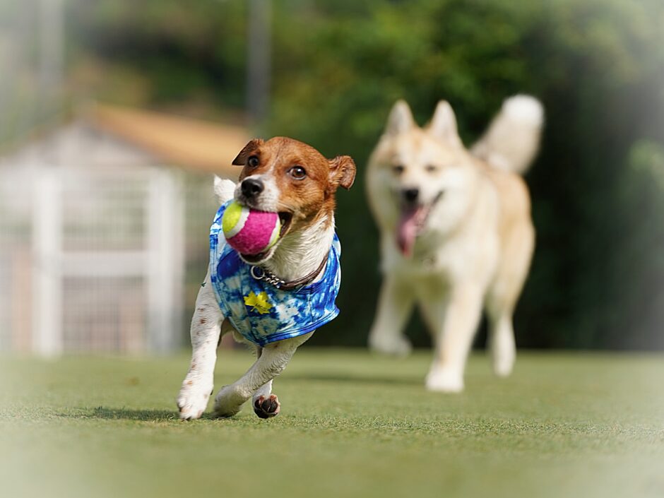 犬がかかりやすい関節の病気は？原因や症状、治療方法を解説