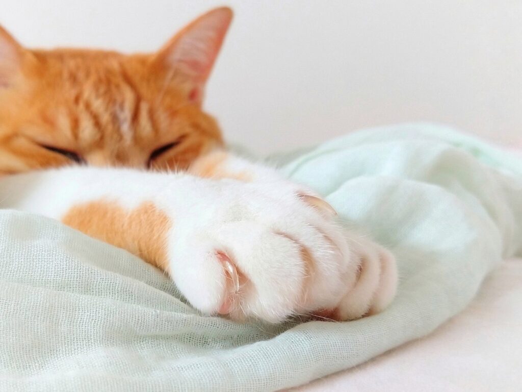 猫　前足　爪
