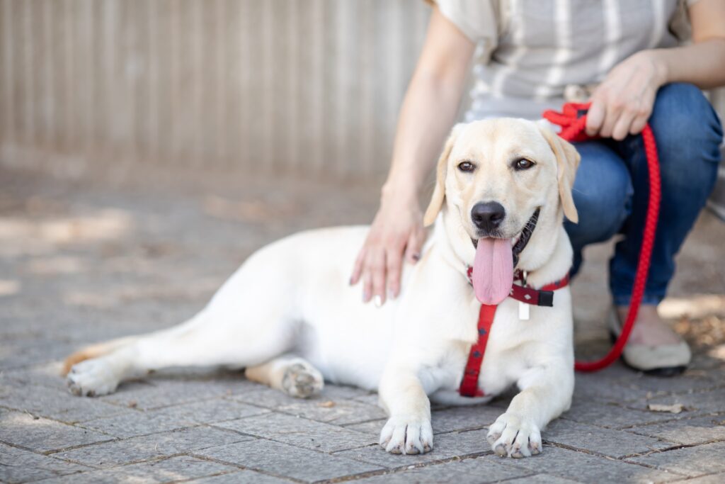 飼い主と散歩する犬