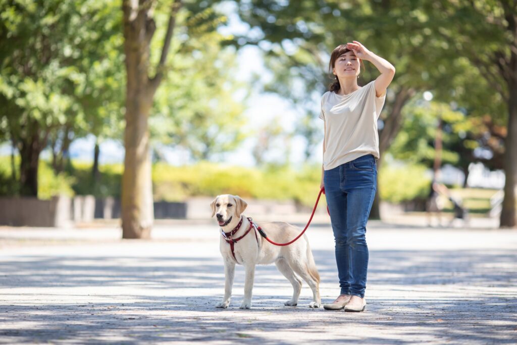 犬の散歩