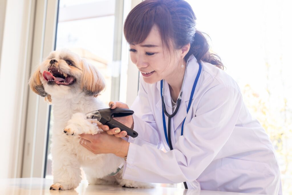 犬の爪切りをする獣医さん