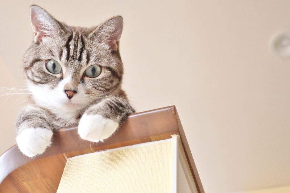 猫が爪の病気になる原因は？治療法や対処法、正しいお手入れ方法も解説