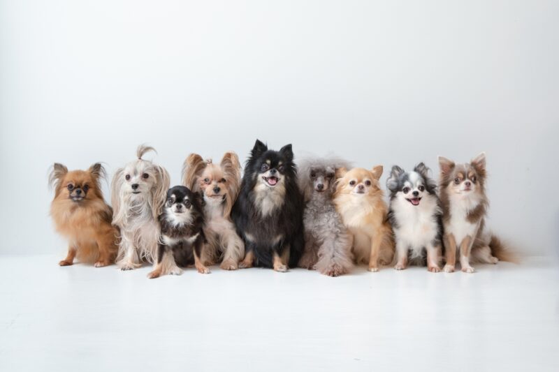 色々な犬