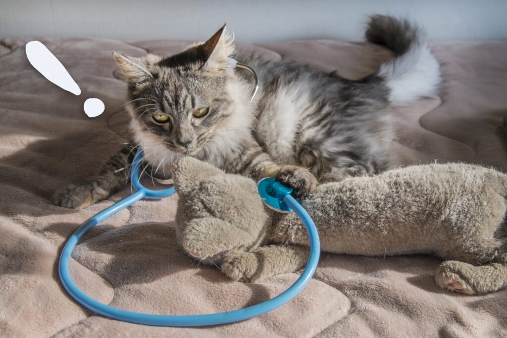 長毛サバトラの子猫_お医者さんごっこ
