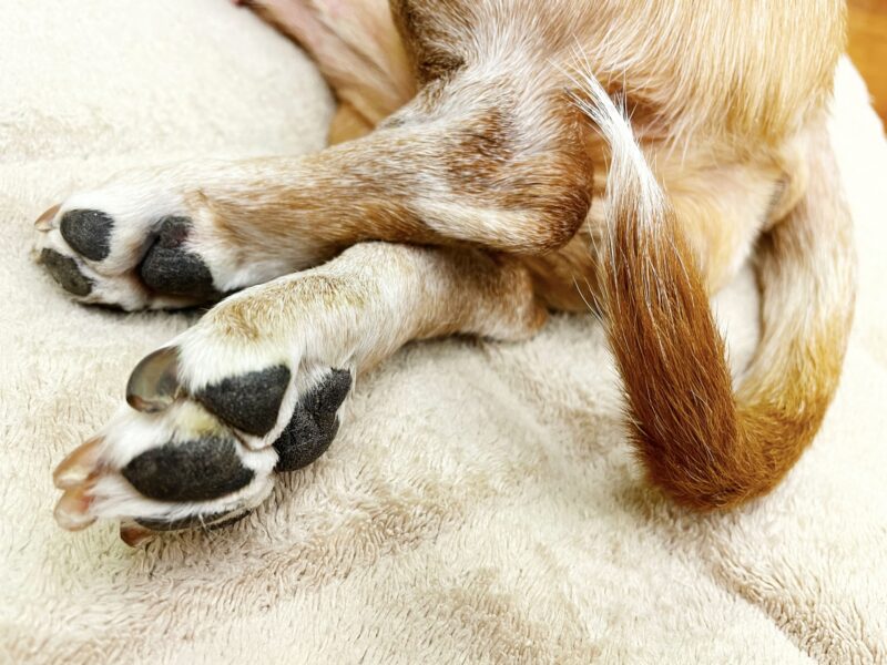 犬の後ろ足