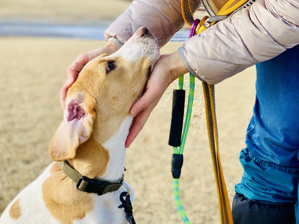 顔を人に撫でられる犬