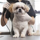 愛犬・愛猫のトリミングに必要なものは？準備のポイントや注意点も解説
