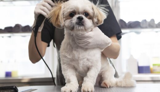 愛犬・愛猫のトリミングに必要なものは？準備のポイントや注意点も解説