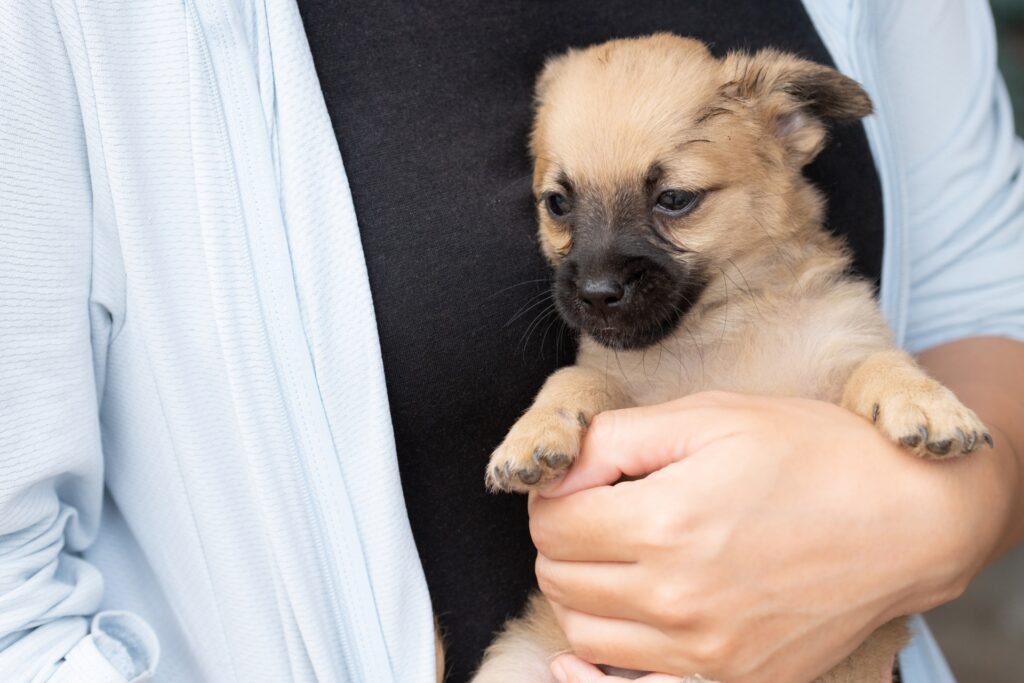 考える犬