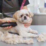 トリミングサロンで部分カットするメリットや確認事項は？セルフカットの注意点も解説