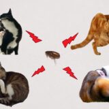 動物病院のノミ取りの料金体系は？メリットや注意点も解説します