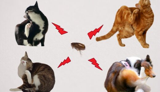 動物病院のノミ取りの料金体系は？メリットや注意点も解説します