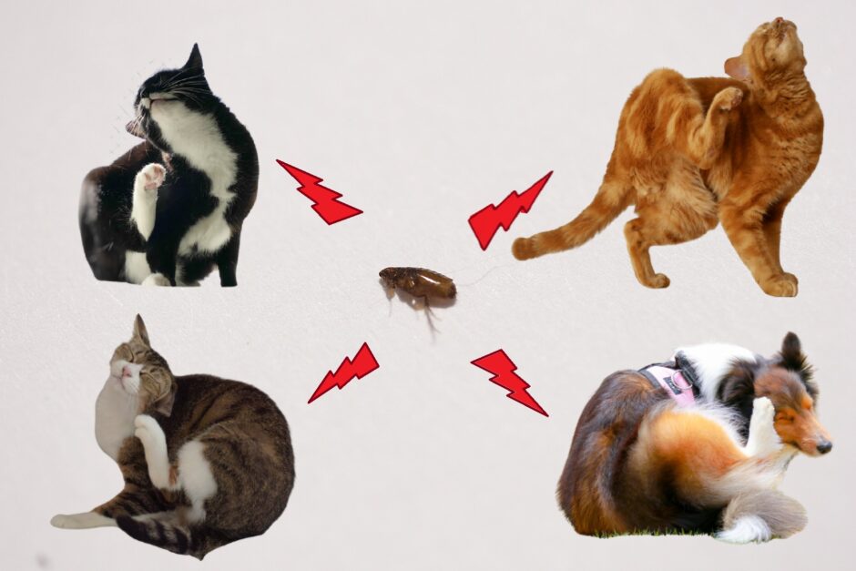 動物病院のノミ取りの料金体系は?メリットや注意点も解説します