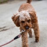 犬のパテラとは？原因や症状、治療法、日常生活での注意点を解説