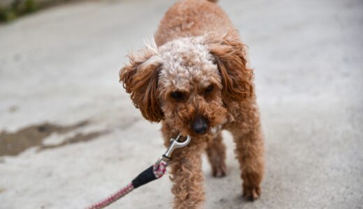 犬のパテラとは？原因や症状、治療法、日常生活での注意点を解説