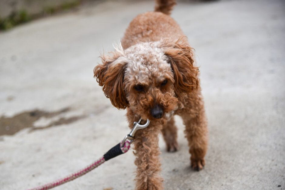 犬のパテラとは?原因や症状、治療法、日常生活での注意点を解説