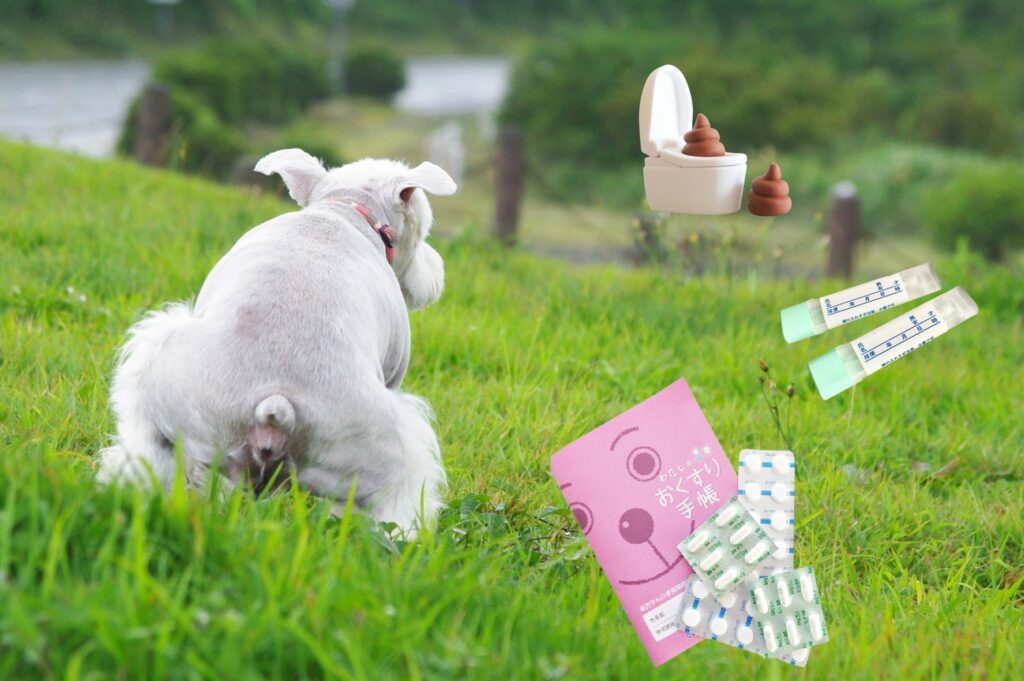 犬の便が黒いときの検査方法と治療方法