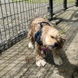 犬が震えるのはなぜ？考えられる原因や対処法、病気との見分け方を解説