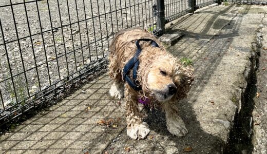 犬が震えるのはなぜ？考えられる原因や対処法、病気との見分け方を解説