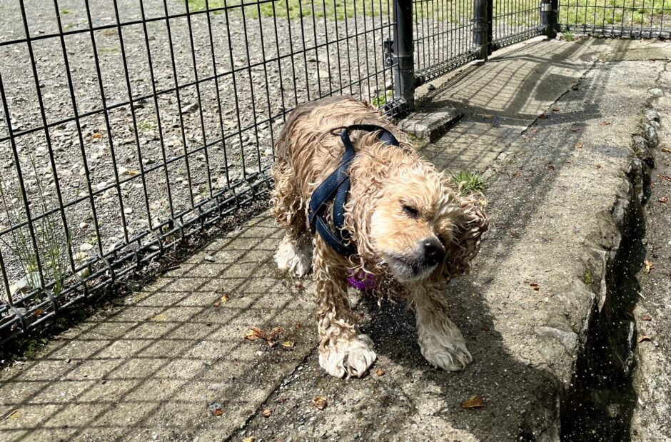 犬が震えるのはなぜ?考えられる原因や対処法、病気との見分け方を解説