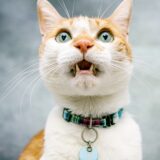 猫の口内炎｜抜歯が必要になるケースや動物病院での治療方法などを解説