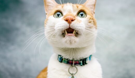 猫の口内炎｜抜歯が必要になるケースや動物病院での治療方法などを解説