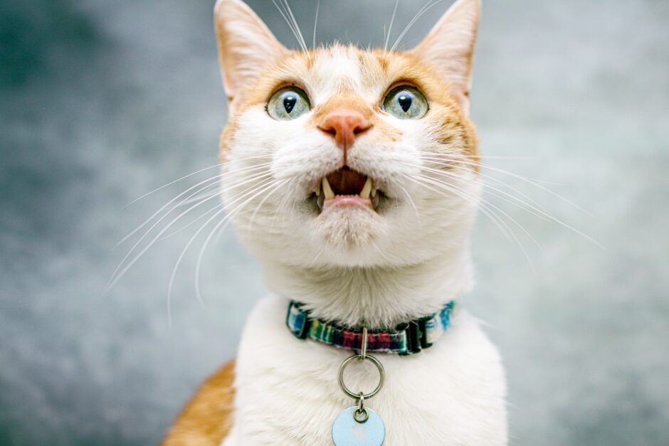 猫の口内炎|抜歯が必要になるケースや動物病院での治療方法などを解説