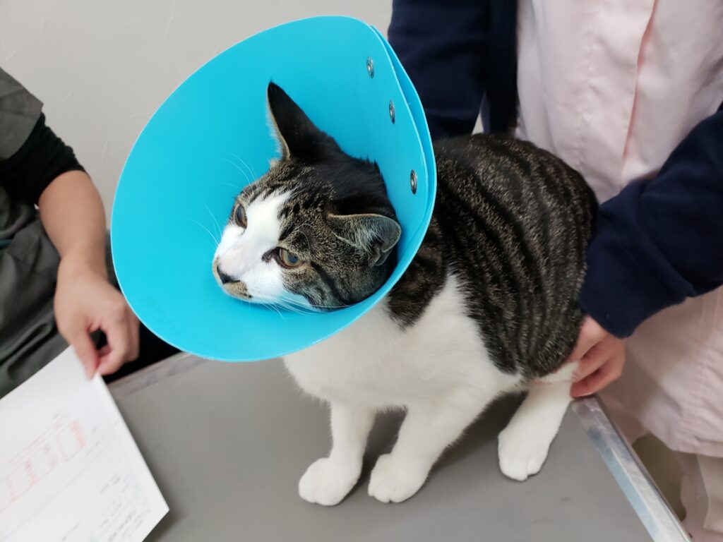 治療中の猫