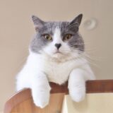 猫がご飯を吐くのはなぜ？考えられる病気や原因、動物病院を受診すべきタイミングとは