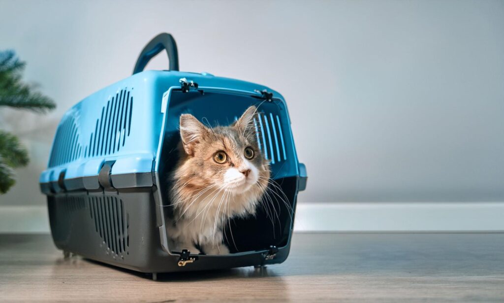 ゲージに入る猫