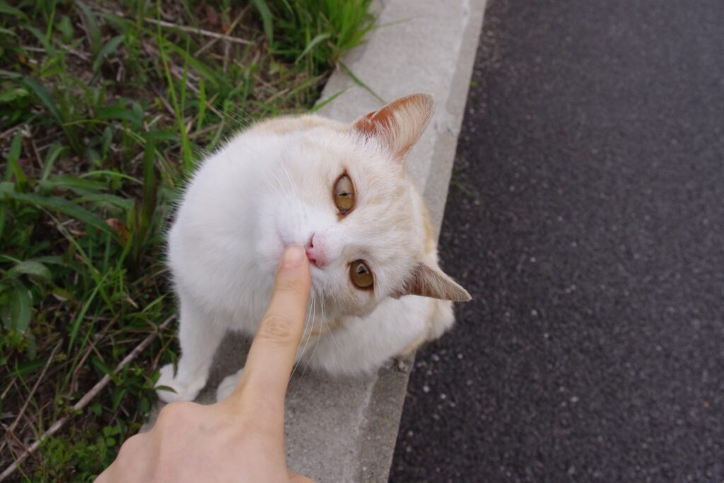 指をかむ猫