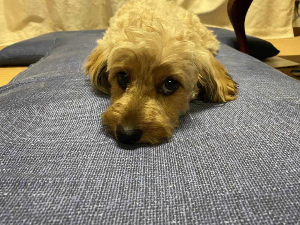 体調の悪そうな犬