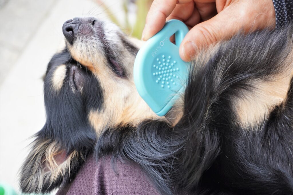 くしでとかれる犬