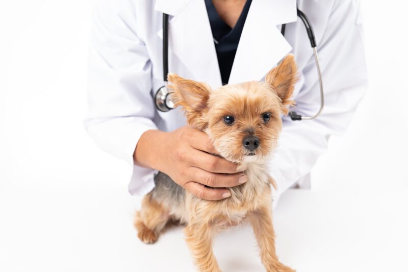 診察を受ける犬
