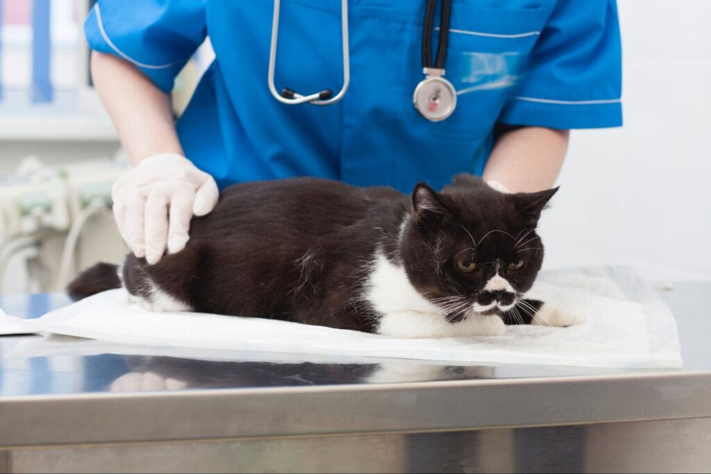 黒い猫を診察する