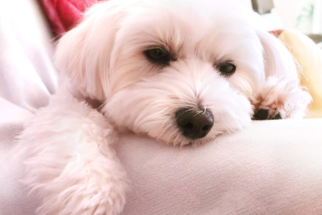 白い犬